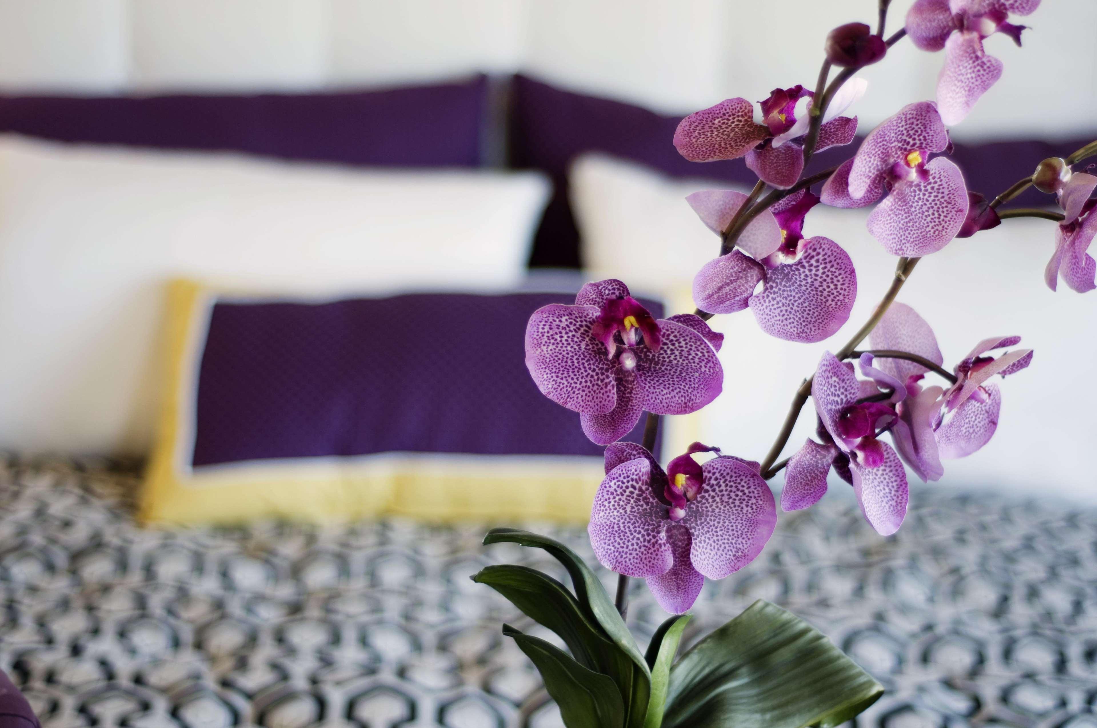 Allium Bodrum Resort & Spa Yalıkavak Exteriör bild